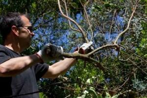 taille d'arbre à {city}